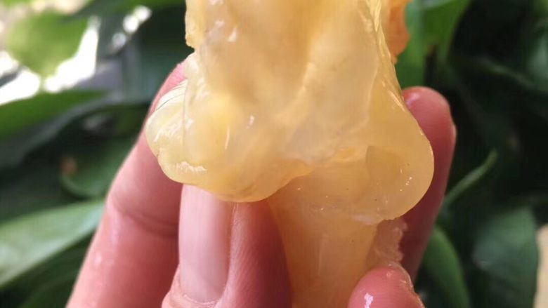 花胶炖牛奶,把蒸软的黄花鱼胶到到纯净水里,放冰箱泡发12到24小时