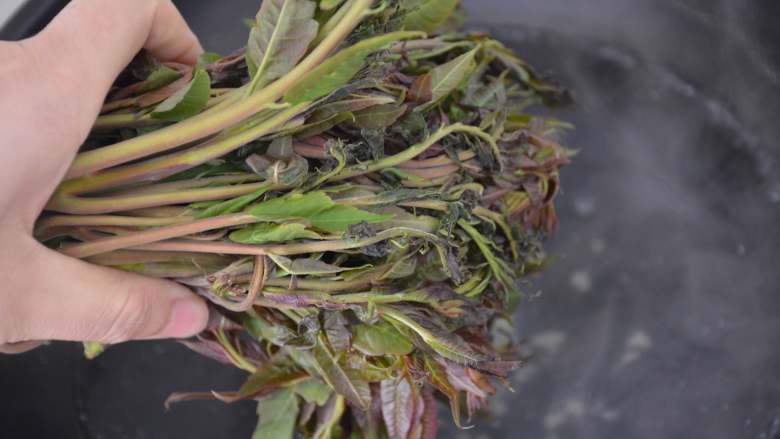 香椿拌豆腐,香椿放入开水中烫一下,去除香椿的致癌物质。