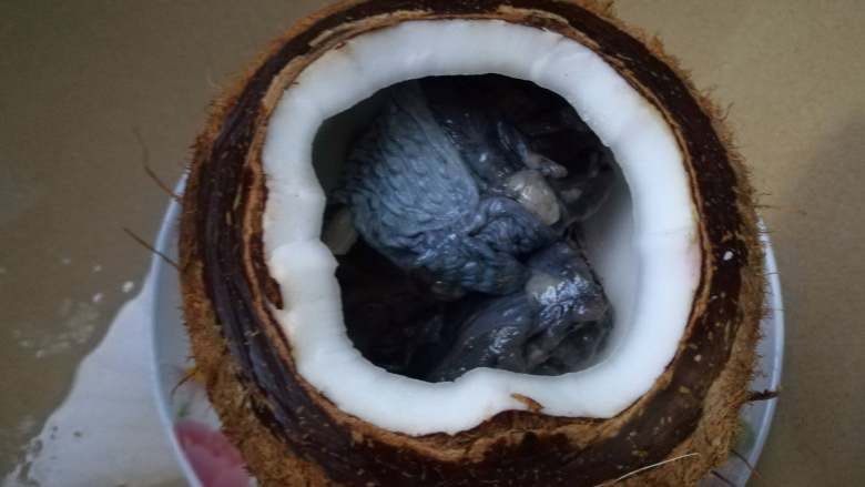 原盅椰子炖乌鸡,鸡腿先放在底部