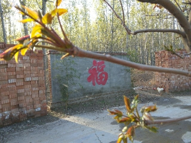 春天特色\炸香椿鱼,这才是新鲜<a style='color:red;display:inline-block;' href='/shicai/ 130'>香椿</a>,就地取材?