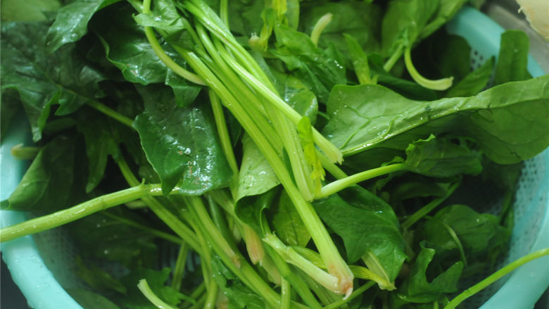 姜汁菠菜,<a style='color:red;display:inline-block;' href='/shicai/ 117'>菠菜</a>清洗干净,沥干水,切成5厘米长的段
