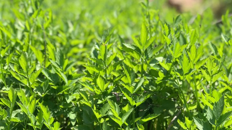 蒜香辣子凉拌野芹菜,发现一大片野芹菜