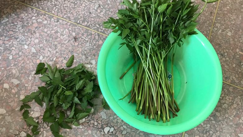 蒜香辣子凉拌野芹菜,摘去老叶