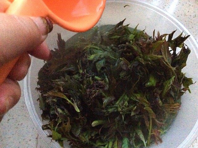 香椿豆,烧开水,顺盆边浇入开水,先烫根部,开水烫根部一半,在浇入叶子上