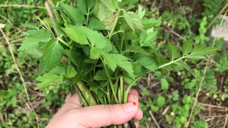 一起来品尝春天的味道-野菜炒饭,野地里摘了一些野芹菜和野笋