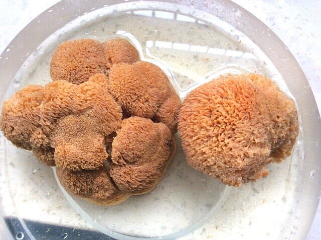 菌类料理+隔水炖猴头菇香菇排骨汤,<a style='color:red;display:inline-block;' href='/shicai/ 5683'>干猴头菇</a>冲洗一下,用温水泡发