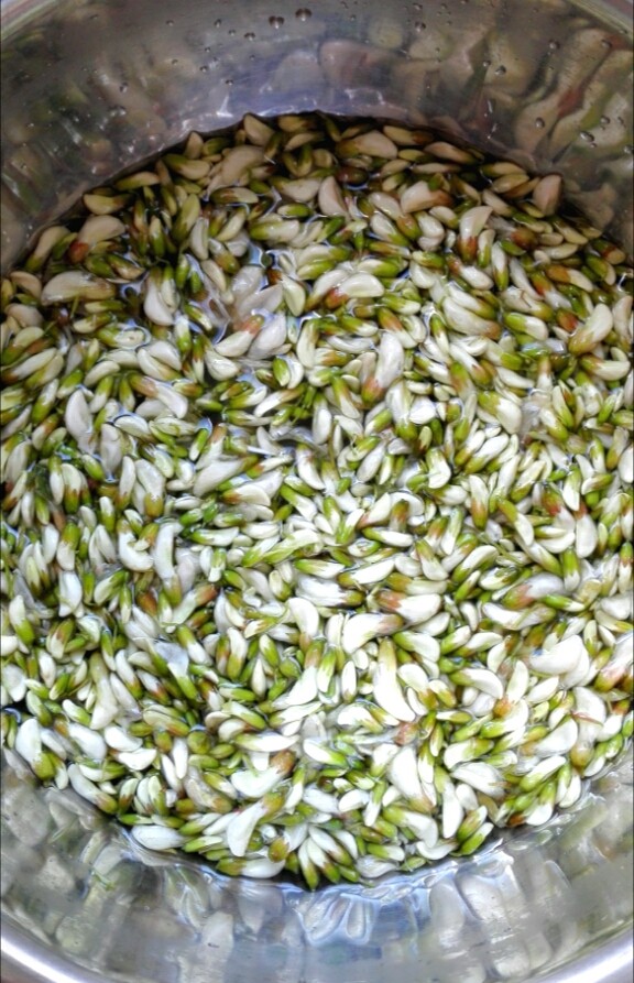 槐花炒鸡蛋,槐花加水,加一勺盐浸泡一会儿,
