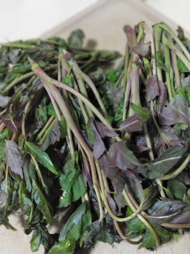 香椿豆腐,新鲜<a style='color:red;display:inline-block;' href='/shicai/ 130'>香椿</a>择去老根残叶,洗净待用。