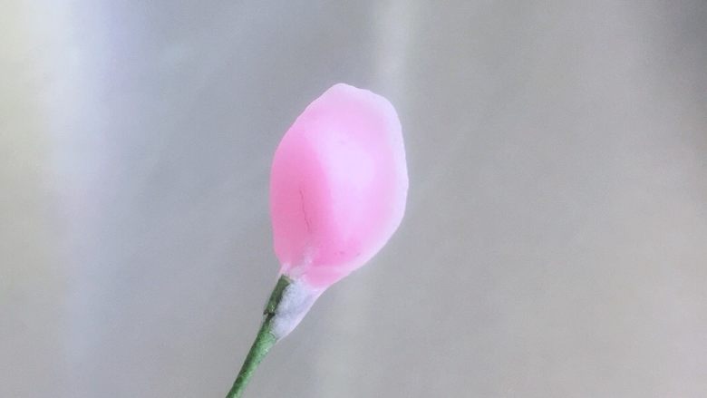 翻糖奥斯汀,用一小团<a style='color:red;display:inline-block;' href='/shicai/ 11577'>干佩斯</a>,在铁丝上(用细的铁丝)搓个小球球。把一边捏扁。做出花心。做6个。
