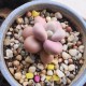 Pikaq