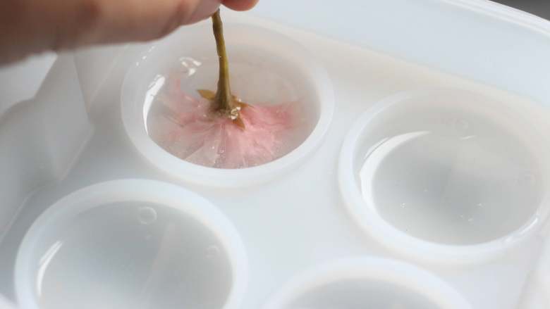 樱花水信玄饼,模具里先加入一半的液体,根据樱花大小,选择放一朵或二朵樱花,花朵花瓣朝下放入,上下按压使花瓣自然舒展开。