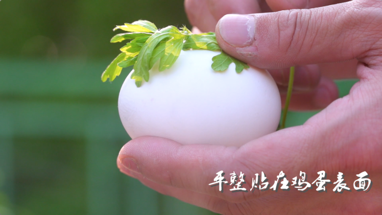 立夏蛋,找一些好看的叶子,平整地贴在<a style='color:red;display:inline-block;' href='/shicai/ 9'>鸡蛋</a>表面