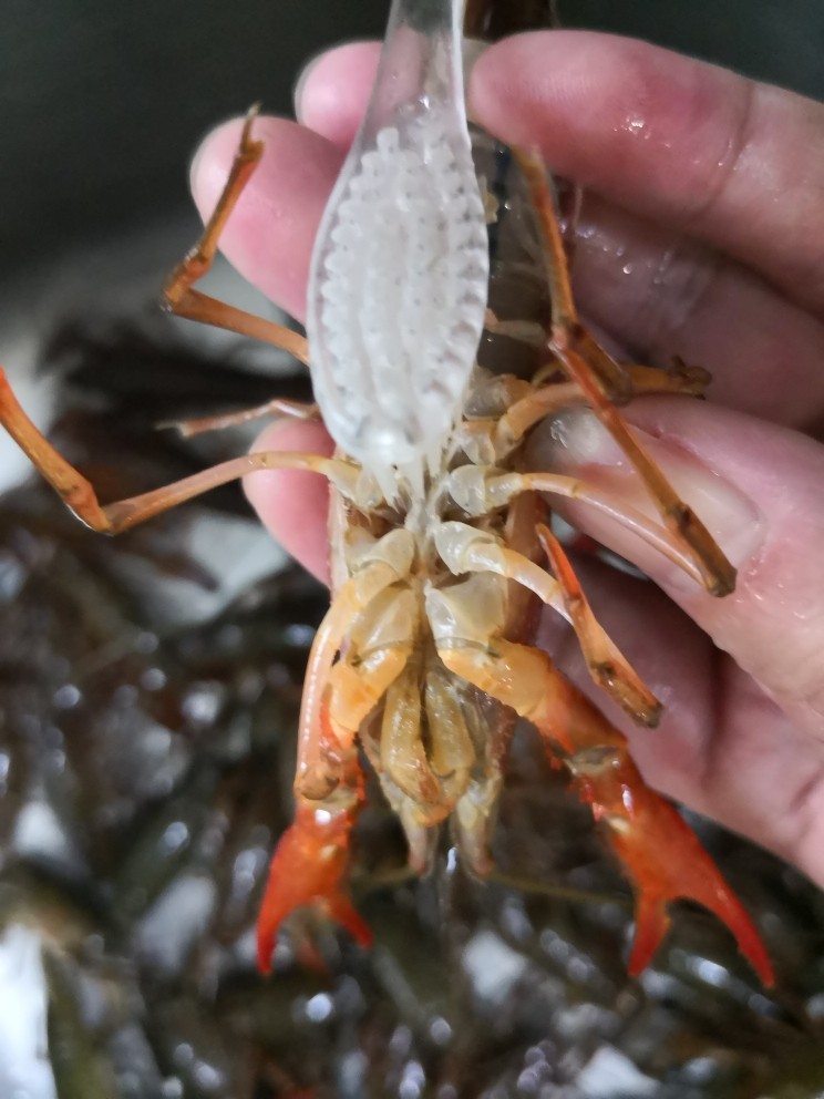 原味小龙虾,刷干静龙虾底部。