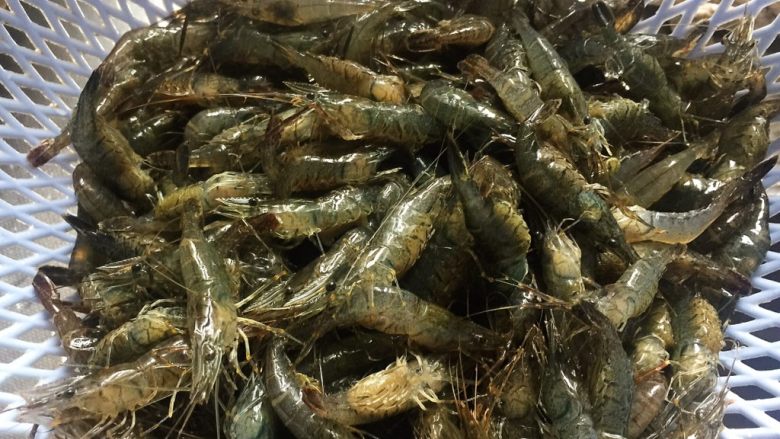 醉虾 —— 夏日极品 鲜美无比,新鲜河虾(必须是活的),洗净后再用矿泉水冲洗一遍