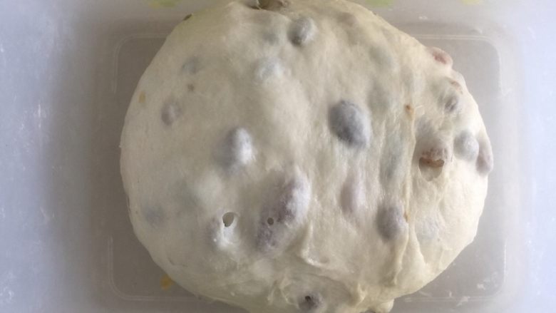 蜂蜜提子面包,整理好放入发酵盒盖上保鲜膜开始发酵,一发26度时间看状态