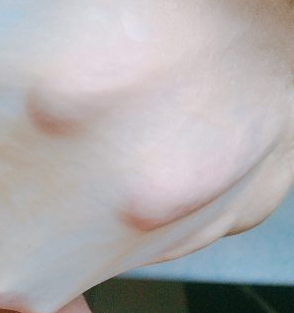 一发牛奶手撕面包,3. 揉完直接擀成方形