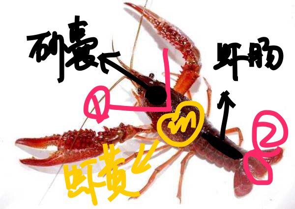 麻辣小龙虾
附：处理小龙虾超详细讲解！,新鲜的<a style='color:red;display:inline-block;' href='/shicai/ 285'>小龙虾</a>求生欲极强，为防止被<a style='color:red;display:inline-block;' href='/shicai/ 285'>小龙虾</a>强有力的钳子夹到，要从背部抓住虾头和身体连接的部位，这时可以看到虾头中间部位有一条明显的硬壳（如图红色标记1处）。