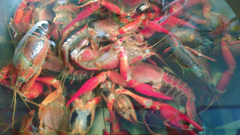 夏日伴侣👉麻辣小龙虾,首先清理<a style='color:red;display:inline-block;' href='/shicai/ 285'>小龙虾</a>,要把虾线和鳃清理干净,因为淤泥和脏东西都集中在这两个部位。