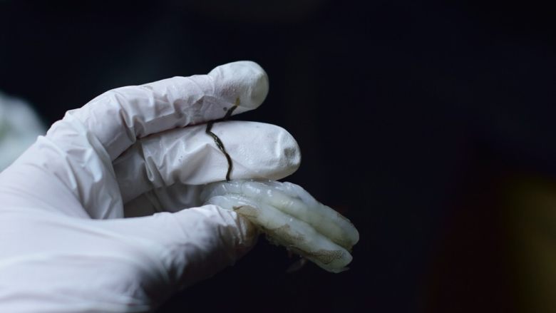 美极蒜味大虾金针菇,用虾仁的图来示范下去虾线,无非就是开背、挑出。