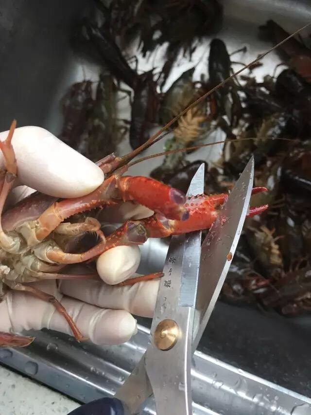 啤酒麻辣小龙虾,龙虾全部都刷洗完毕后。换剪刀,先将前面的两个大钳子前端夹子剪掉。(6到9月份的小龙虾这对钳子里肉还是很饱满的,丢了还是挺可惜的)