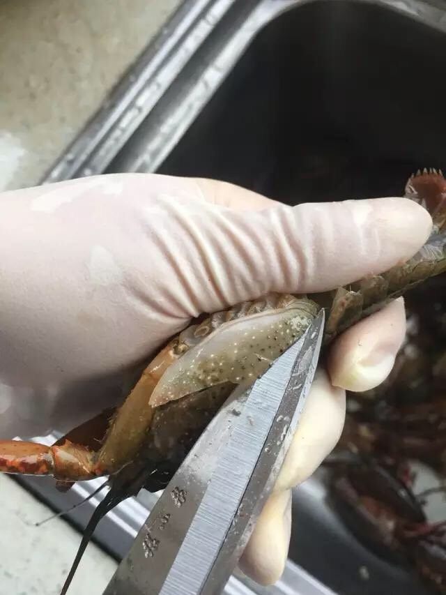 啤酒麻辣小龙虾,将龙虾头部两侧的虾壳剪掉1/3左右。(剪腮壳的时候,从头部向尾部方向剪比较好剪)