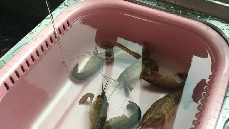 啤酒麻辣小龙虾, 将洗菜盆装满水,并且将水龙头开最小水往盆里流,将小龙虾放进水里。刚剪好的小龙虾一般没那么快死的,投入到微流动的水里可以让虾更多的吐出一些脏物。