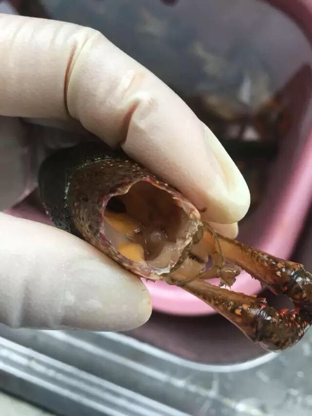 啤酒麻辣小龙虾,处理好的龙虾头,虾黄一点也没破膜,虾胃全部处理干净了。
