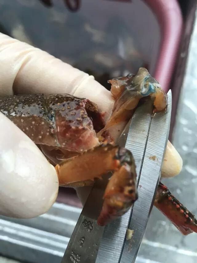 啤酒麻辣小龙虾,用剪刀头将虾头里面的黑色囊状物拉出来(个别很难拉出来的,可以用镊子往外清理干净),这是龙虾的胃,非常脏,所以要拿干净,刚开始剪的时候手不熟练容易剪破,剪破了也不要紧,用剪刀头挖出来,残余的用冲干净,水要开小点,以免冲走虾黄。