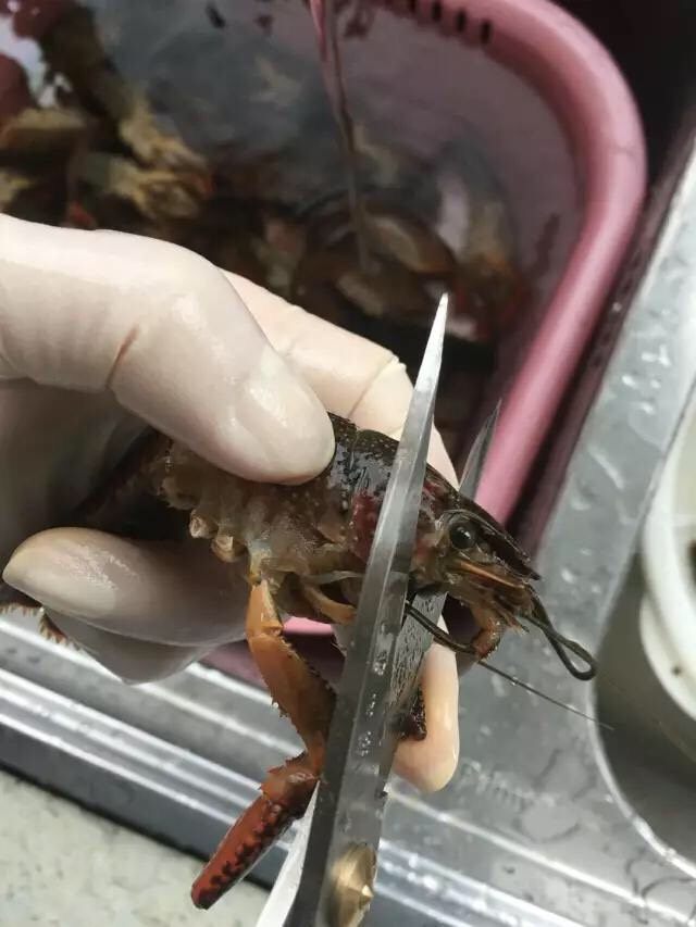 啤酒麻辣小龙虾,将虾全部洗干净后,用剪刀将虾头前端靠近虾嘴的一点小尖尖剪掉,基本上只剪到虾眼后面几毫米的位置就可以了,注意不要剪多了,剪多了虾黄会掉出来。