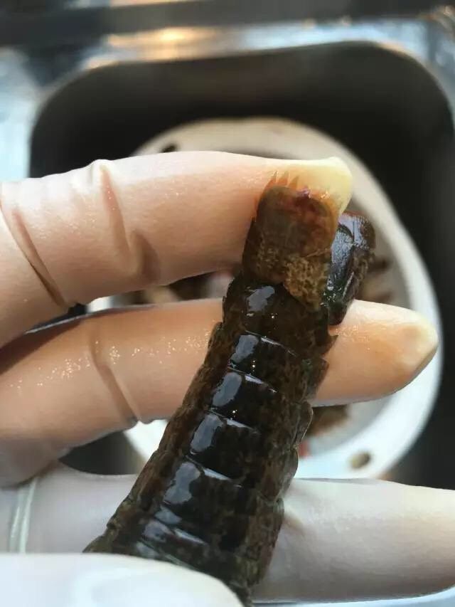 啤酒麻辣小龙虾,最后一步就是拉泥肠,这一步我一般是不建议做的,因为拔过泥肠的虾,烧的时候虾肉容易散,但是如果你一定要处理也不是不可以。虾尾一共有三片,捏住最上面中间的一片,将最上面这片两边轻轻地各撕开1/3,留下中间1/3别撕断。