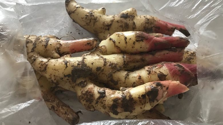 夏季必吃-腌仔姜,首先我们准备好新鲜仔姜,看,还有泥巴在上面,很新鲜
