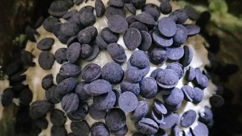 巧克力豆软欧包,倒入耐高温巧克力豆,继续和面