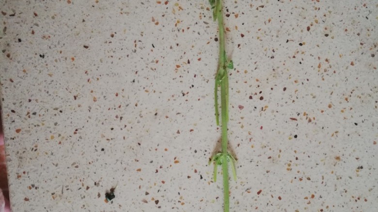 凉拌荆芥,摘下来剩的杆