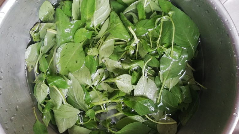 凉拌荆芥,摘完了以后拿水淘干净，泡起来