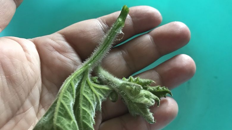 清炒南瓜苗,这样的嫩芽,撕不了皮也不会影响口感。撕好皮后,洗净备用。
