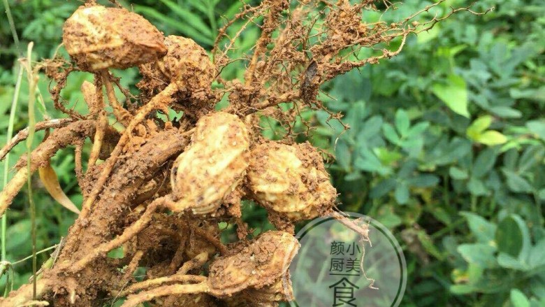 盐水花生,新鲜花生从地里拔出来，抖干净泥土。