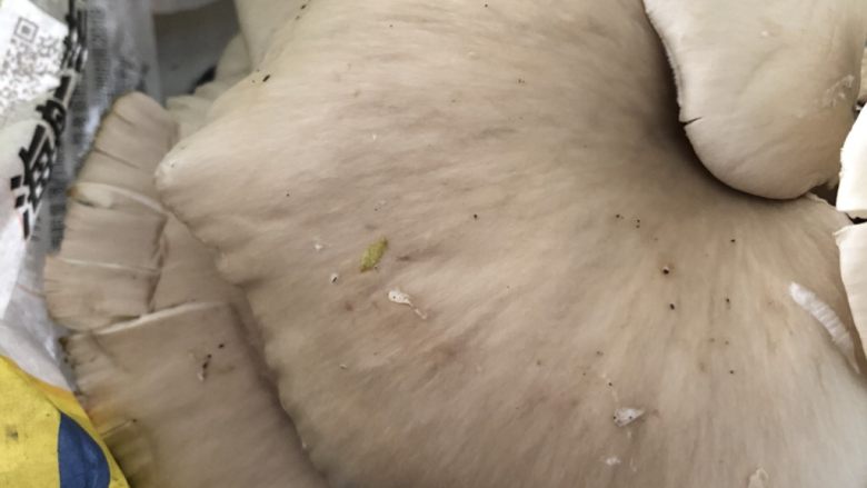 不可思议的菜:脆炸平菇,大片大片的取出来,用柔软的抹布洗干净表面,再冲刷背面的缝隙污垢