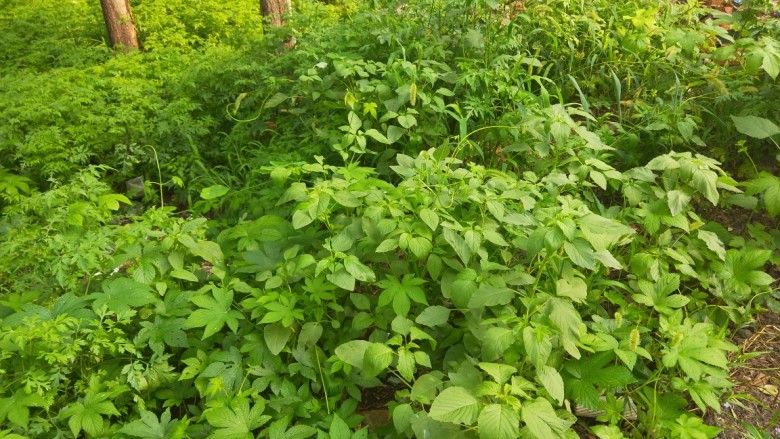 玉米野菜团子,纯野生绿色食品。