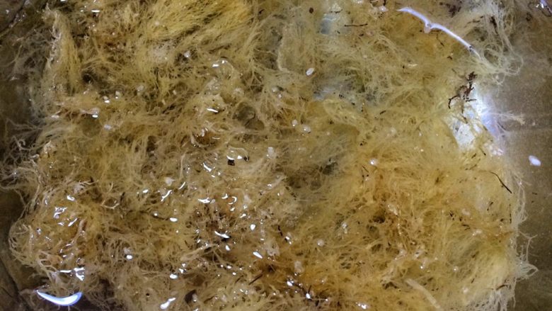 天然健康低卡甜品: 蜂蜜海石花果冻,清洗干净海石花。
一般会看见上面附着些许杂物:小石头、杂草、小贝类,不去除也是没问题,因为后面会有过滤的步骤。
