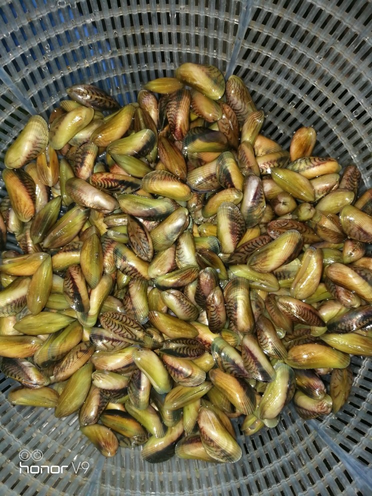 薄壳金不换(九层塔里的海瓜子),将薄壳(又名海瓜子)洗干净