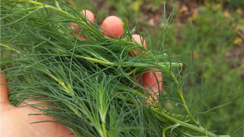 乡下野菜 凉拌猪毛菜,乡村到处都是宝,看到又鲜又嫩的猪毛菜就想吃,只采嫩尖。