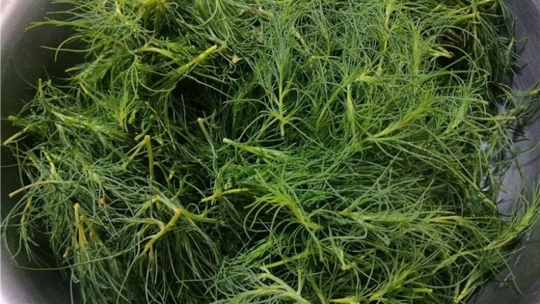 乡下野菜 凉拌猪毛菜,采回来泡入盆中。