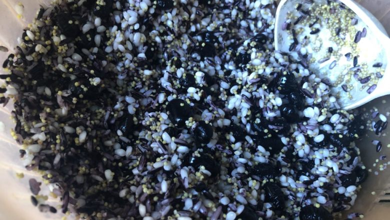 迷你杂粮粽,浸泡好的杂粮沥一下水,充分混合均匀。
