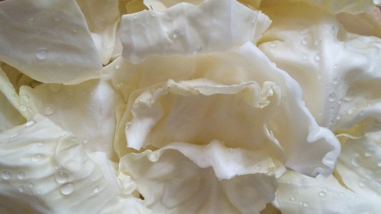 焖烧圆白菜,<a style='color:red;display:inline-block;' href='/shicai/ 111'>圆白菜</a>撕开洗净