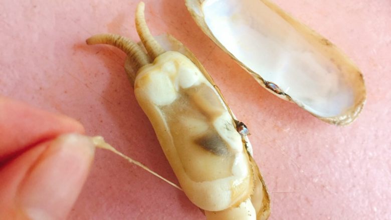 蒜蓉粉丝蒸蛏子,剪掉一半蛏子壳,去除黑边线