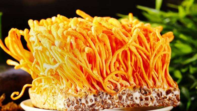 虫草花板栗乌鸡汤,<a style='color:red;display:inline-block;' href='/shicai/ 8'>虫草花</a>是人工饲养用谷类、麦子发酵生菌而成,因为菌种已经将谷类等营养物质吸收完毕,因此几乎看不到根部。