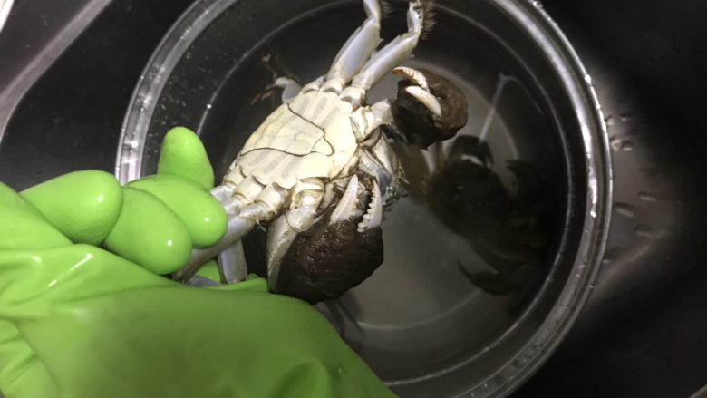 清蒸大闸蟹,用刷子把大闸蟹洗干净