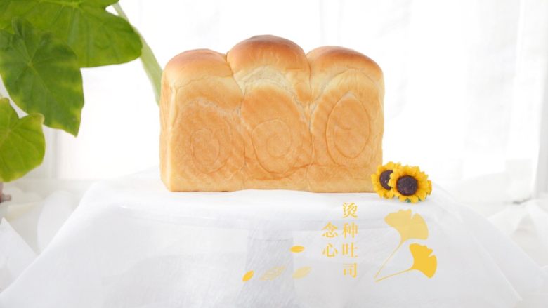 烫种吐司,看看面包侧面的波纹,也是特别漂亮的,烫种做出来的面包,松软有弹性,单吃都特别香,做成三明治也特别香;
