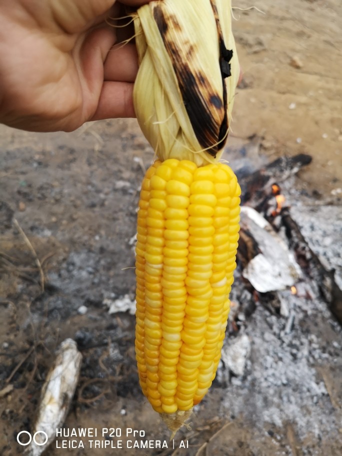 野外炭烧鸡腿,玉米!,炭烧玉米完成!