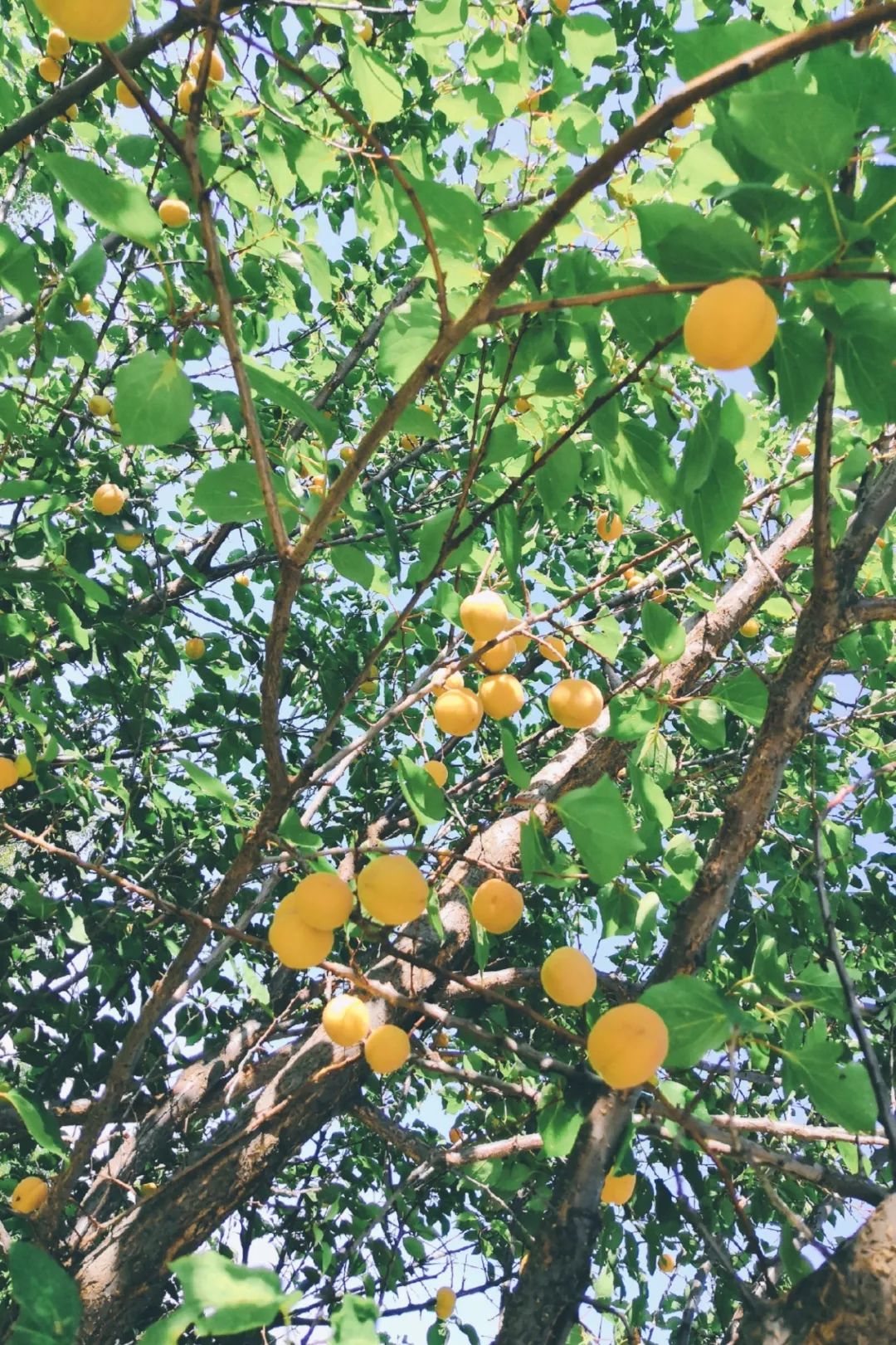 黄的杏，绿的李，香喷喷的黄焖鸡